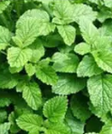 Daun Pudina