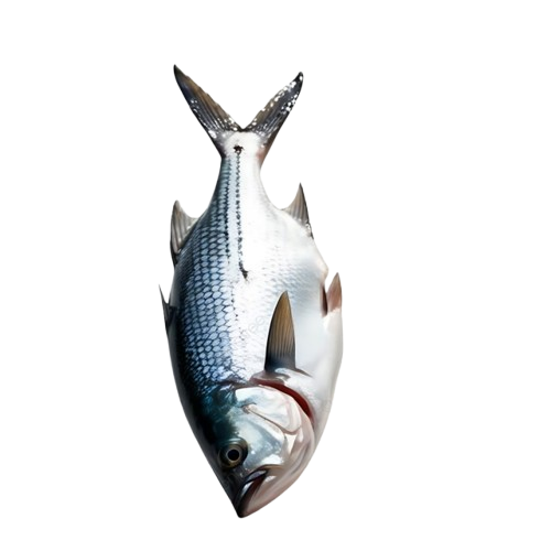Kulit Ikan