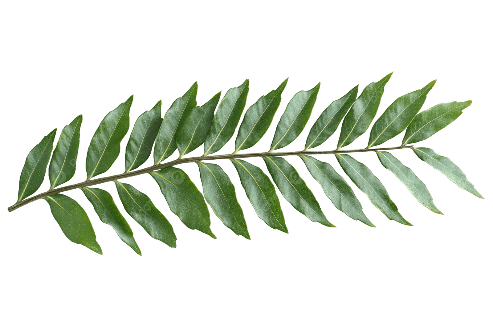 Daun Kari